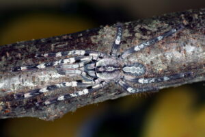 Poecilotheria vittata – ptasznik