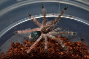 Ephebopus murinus – ptasznik