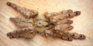 Stromatopelma calceatum – ptasznik