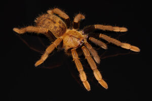 Encyocratella olivacea – ptasznik