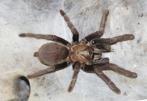 Thrigmopoeus truculentus – ptasznik