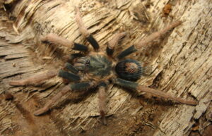 Cyriocosmus bertae – ptasznik