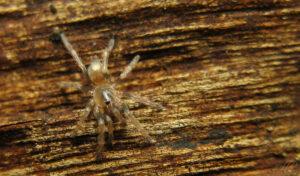 Cyriocosmus chicoi – ptasznik