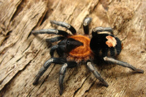 Cyriocosmus elegans – ptasznik