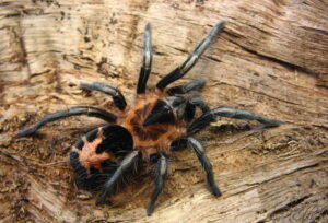 Cyriocosmus leetzi – ptasznik