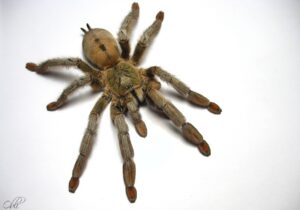 Psalmopoeus cambridgei – ptasznik