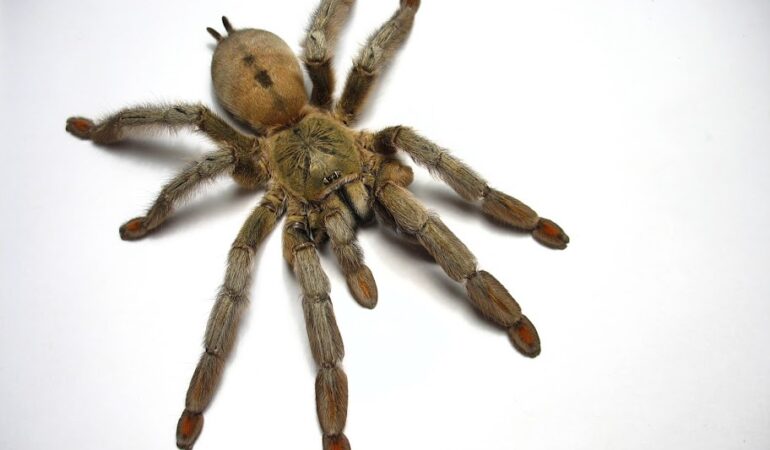 Psalmopoeus cambridgei – ptasznik
