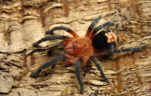 Cyriocosmus perezmilesi – ptasznik