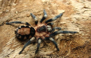 Cyriocosmus ritae – ptasznik