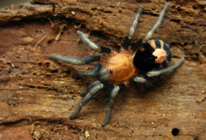 Cyriocosmus venezuelensis – ptasznik