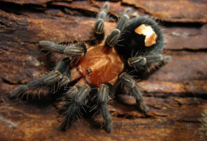 Cyriocosmus sellatus – ptasznik