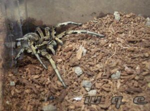 Lycosa tarantula – tarantula włoska