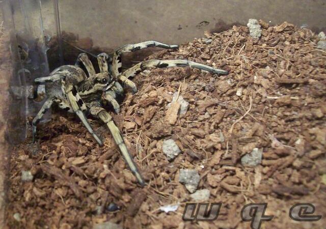 Lycosa tarantula – tarantula włoska