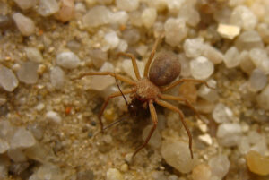 Sicarius terrosus