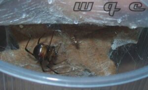 Latrodectus obscurior