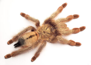 Psalmopoeus pulcher – ptasznik