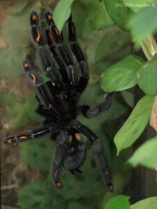 Psalmopoeus irminia – ptasznik