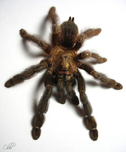 Psalmopoeus reduncus – ptasznik